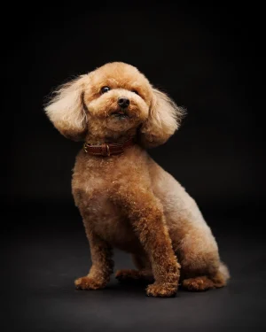 LOVE dog PHOTO 愛犬写真の写真撮影