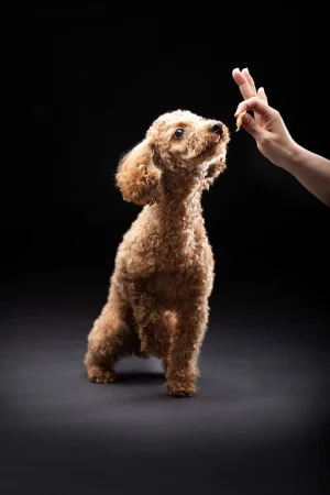 LOVE dog PHOTO 愛犬写真の写真撮影