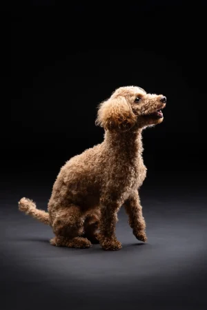 LOVE dog PHOTO 愛犬写真の写真撮影