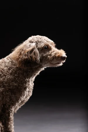 LOVE dog PHOTO 愛犬写真の写真撮影