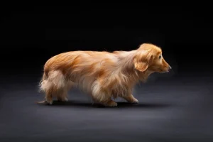 LOVE dog PHOTO 愛犬写真の写真撮影