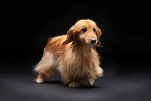 LOVE dog PHOTO 愛犬写真の写真撮影