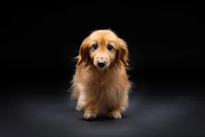 LOVE dog PHOTO 愛犬写真の写真撮影