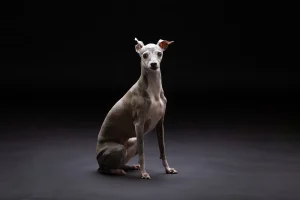 LOVE dog PHOTO 愛犬写真の写真撮影