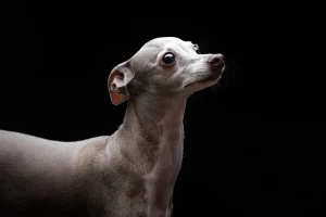LOVE dog PHOTO 愛犬写真の写真撮影