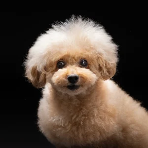 LOVE dog PHOTO 愛犬写真の写真撮影