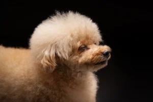 LOVE dog PHOTO 愛犬写真の写真撮影
