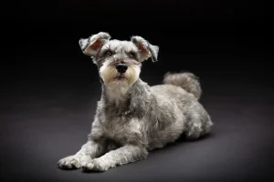 LOVE dog PHOTO 愛犬写真の写真撮影