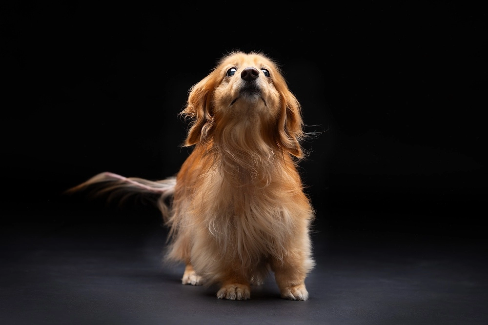 愛犬サンプル写真 LOVE dog PHOTO 愛犬写真 | 中岡写真館 - 恵庭・千歳・北広島近郊