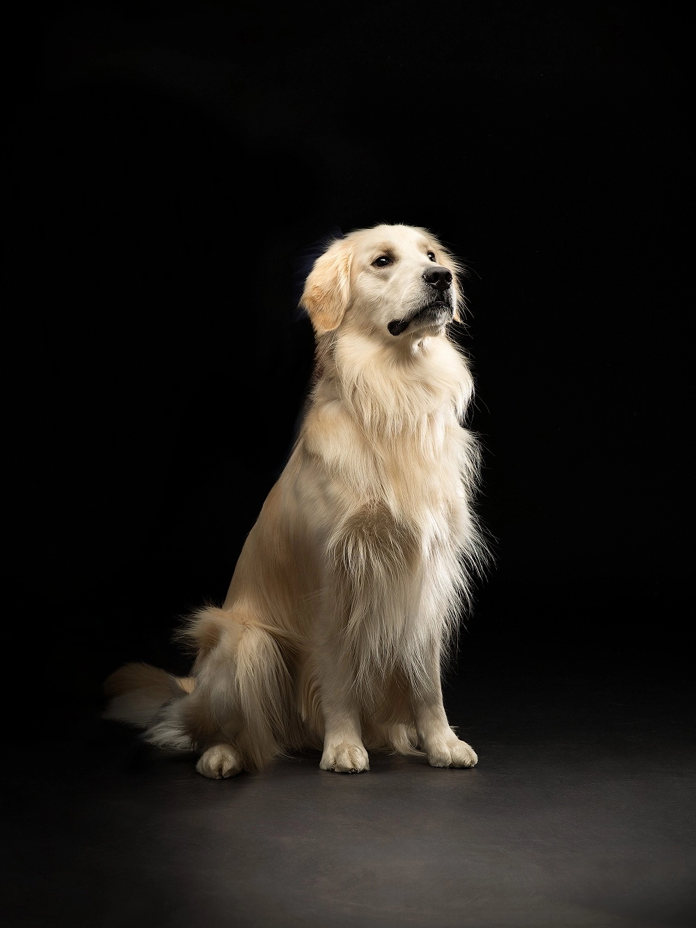 赤ちゃん パグ 犬 古写真 アンティーク 肖像写真 明治 戦前 モノクロ 銀塩 わんこの優しさに包まれた赤ちゃん を描きます。 あなたの大切な